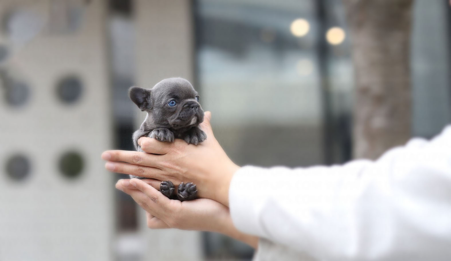 Itsy Teacup French Bulldog for Sale