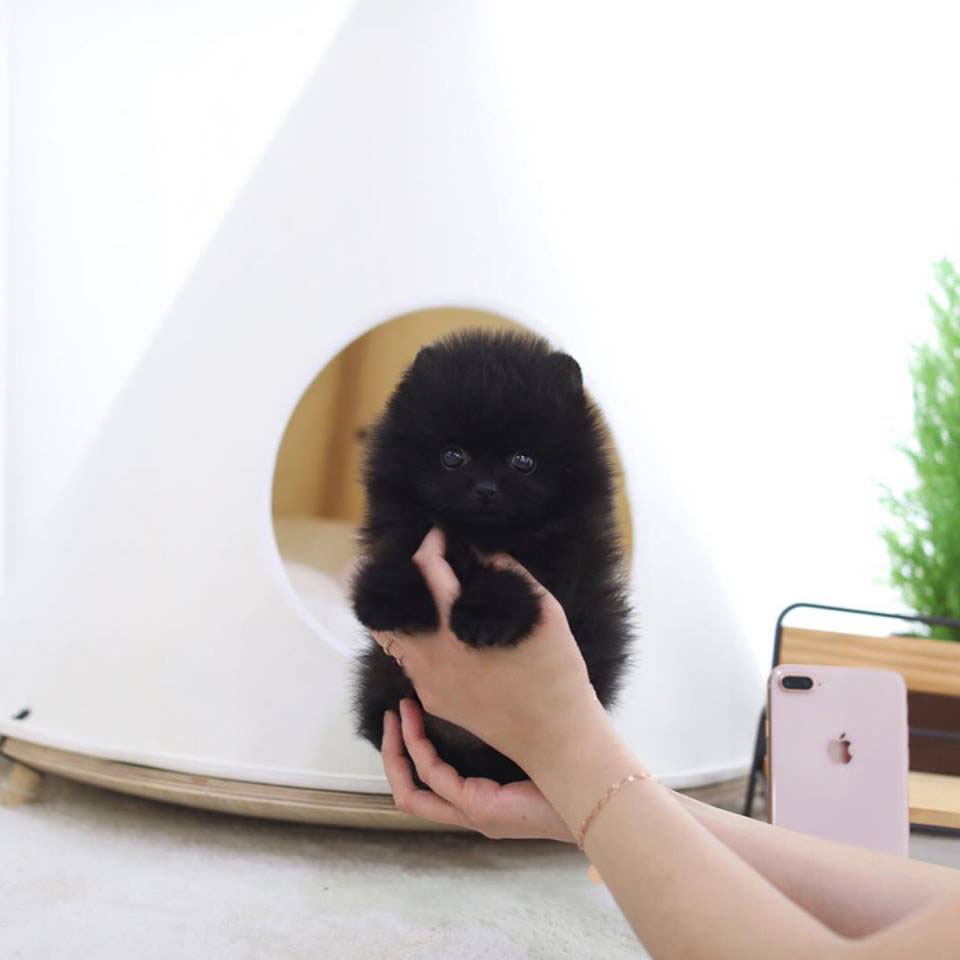 Parker Micro Pomeranian for Sale