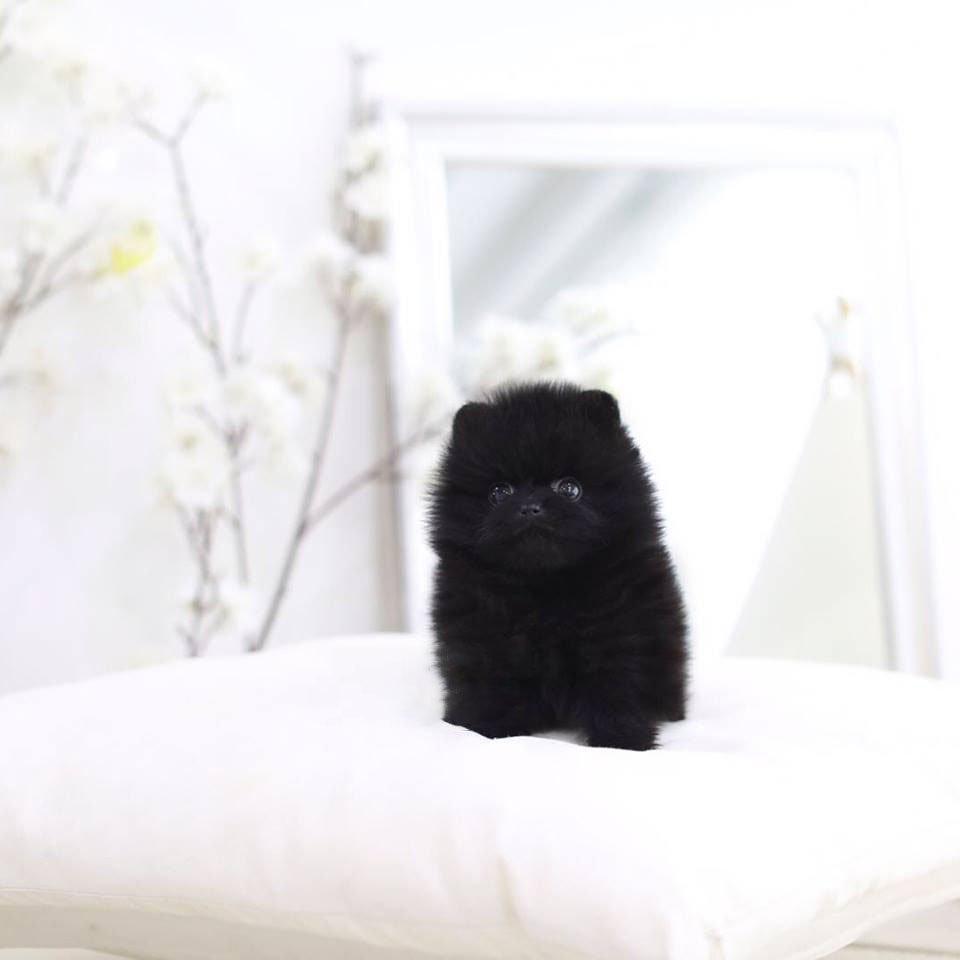 Parker Micro Pomeranian for Sale