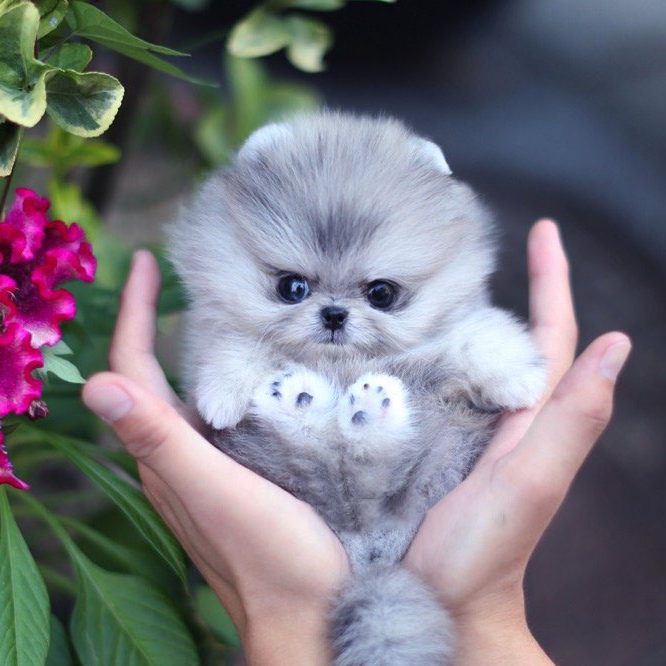 Diana Micro Pomeranian for Sale