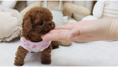 Piper Micro Poodle for Sale