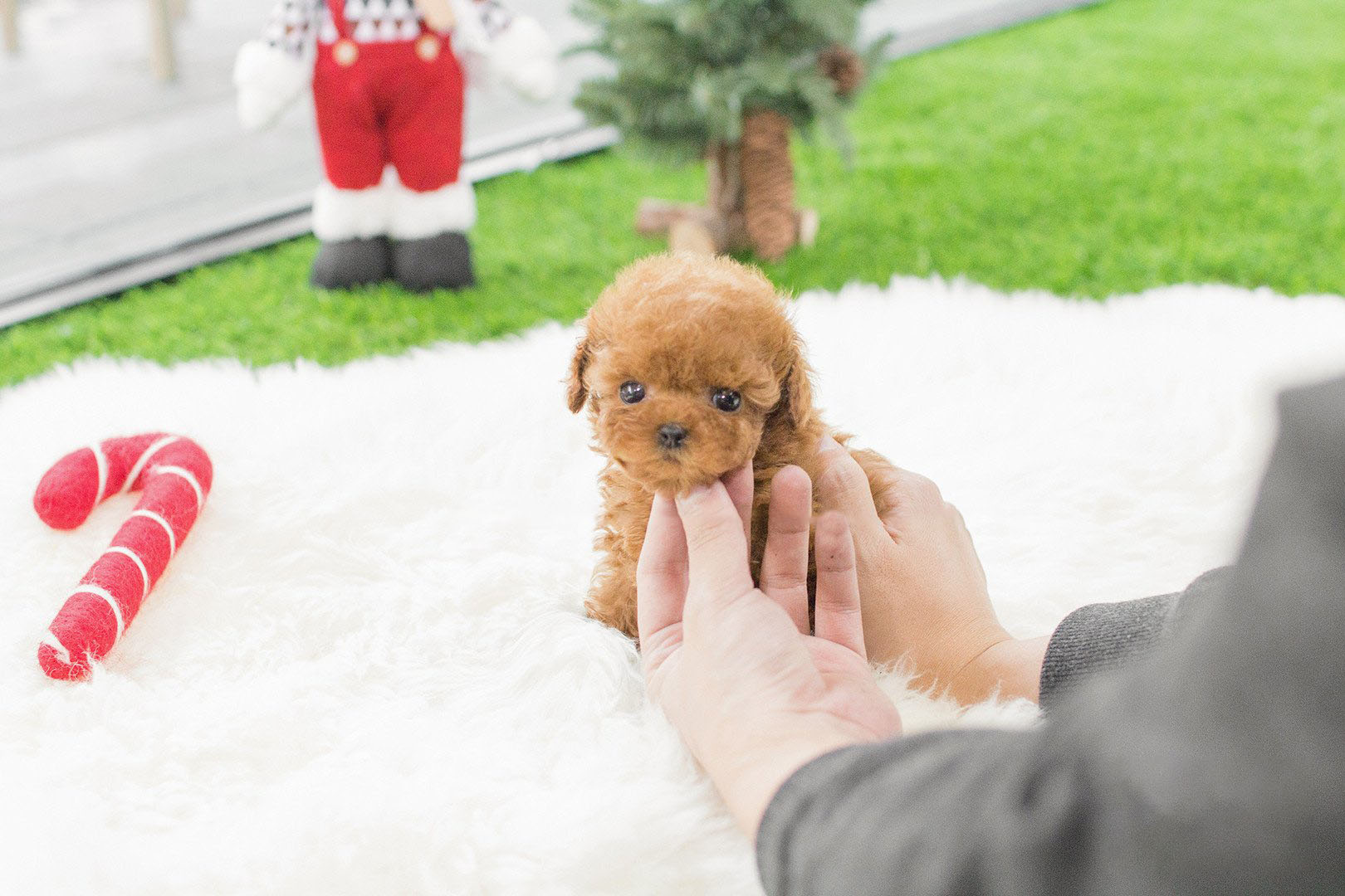 Kiddy Micro Poodle for Sale