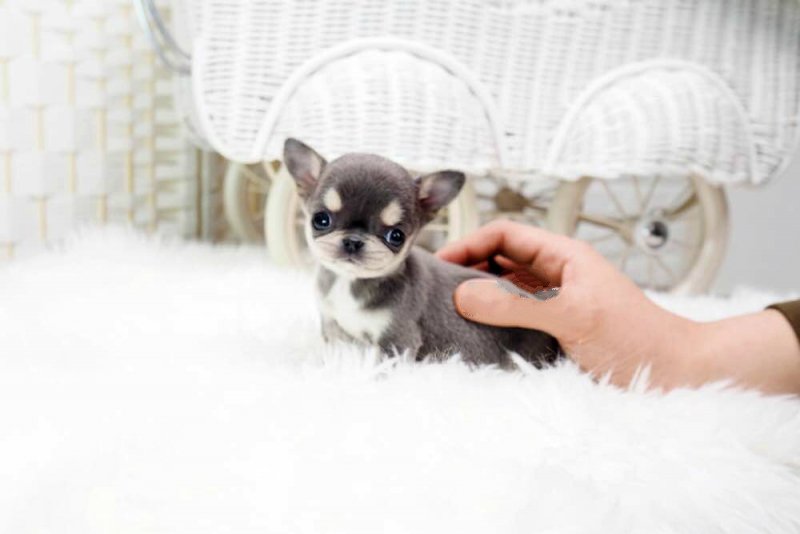 Cheeta Micro Chihuahua for Sale