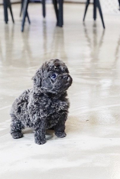 Preston Micro Poodle for Sale