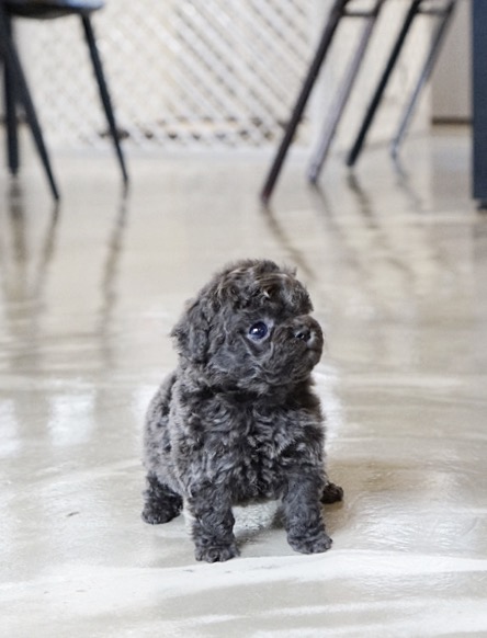 Preston Micro Poodle for Sale