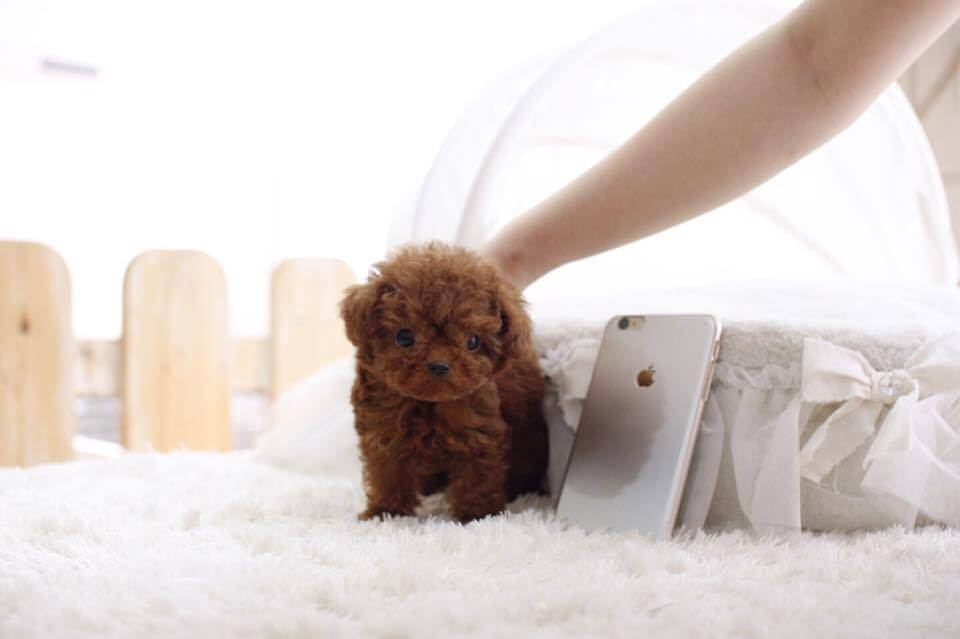 Nova Micro Poodle for Sale