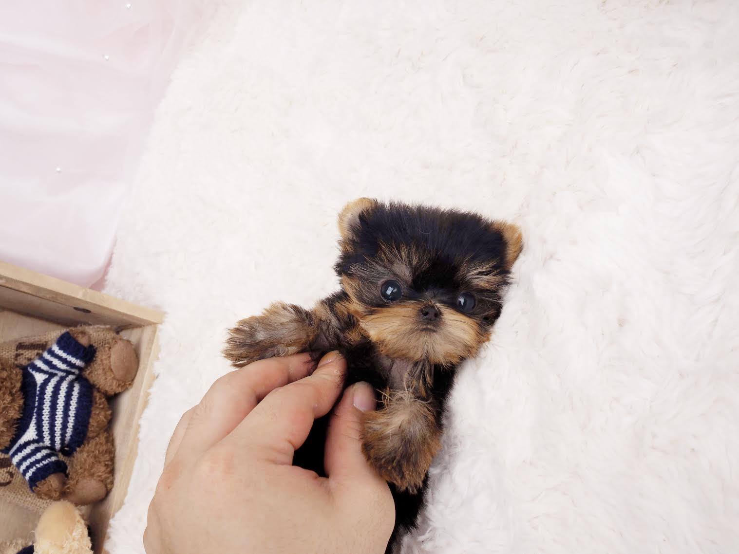 Ashley Micro Yorkie for Sale