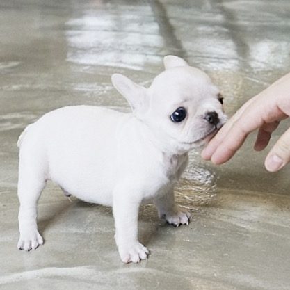 Finnigan Teacup French Bulldog for Sale