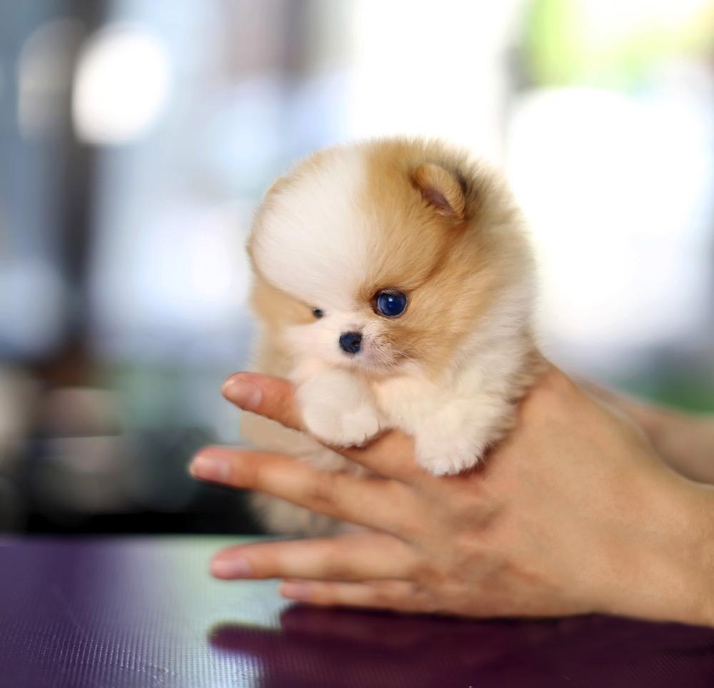 Thumbnail: John Micro Pomeranian