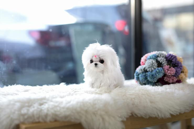 Ghosted Micro Maltese for Sale