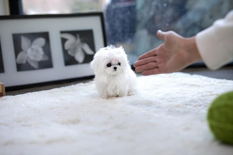 Ghosted Micro Maltese for Sale
