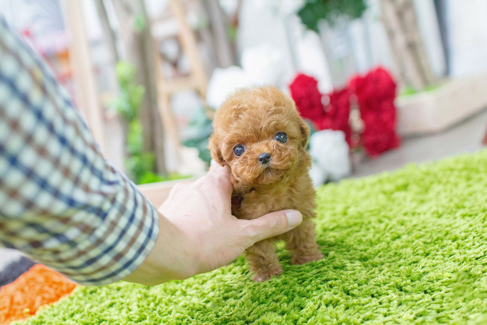 Bambi Micro Poodle for Sale