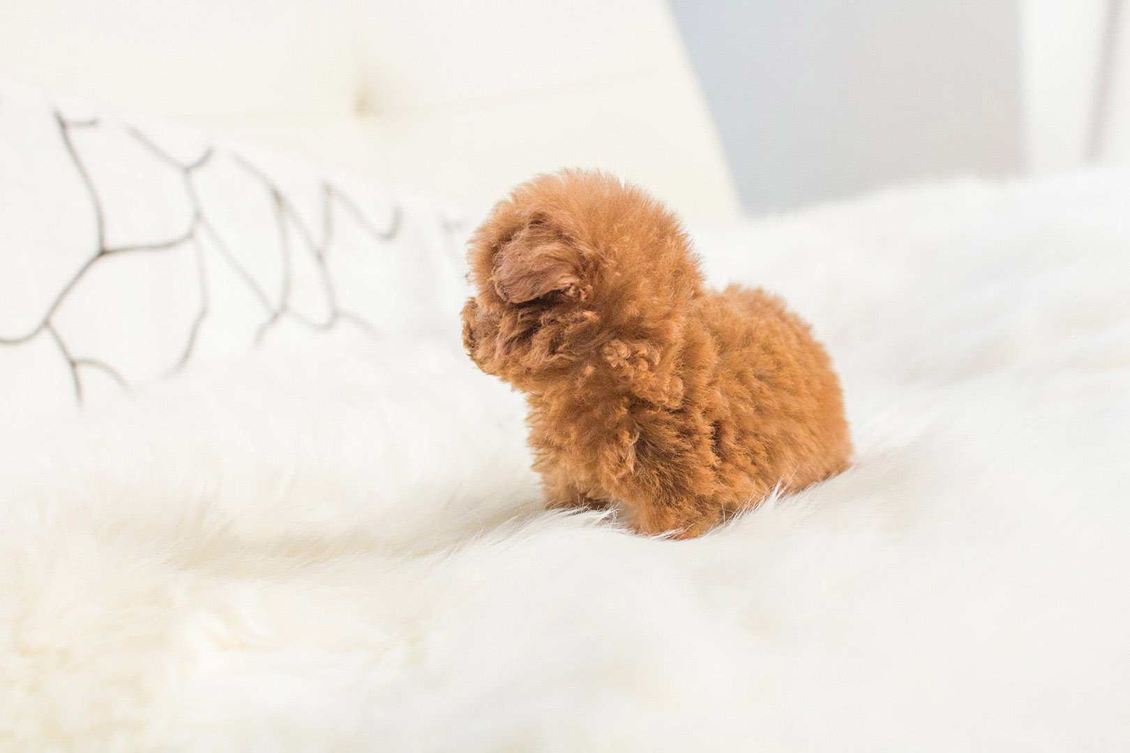Thumbnail: Cooper Red Micro Poodle