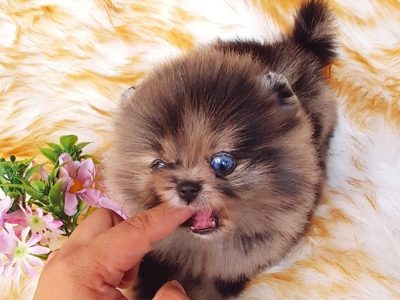 Addy Boo Tiny Pomeranian