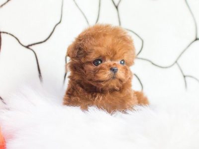 Cooper Red Micro Poodle