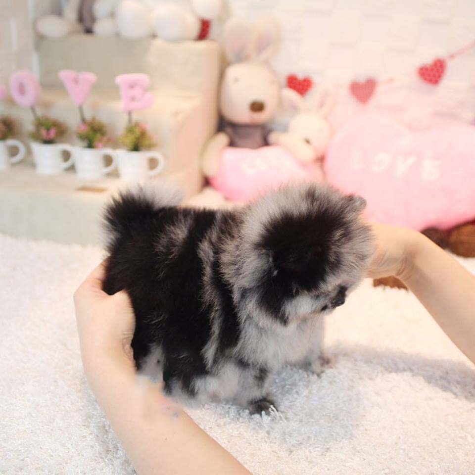 North Micro Pomeranian for Sale