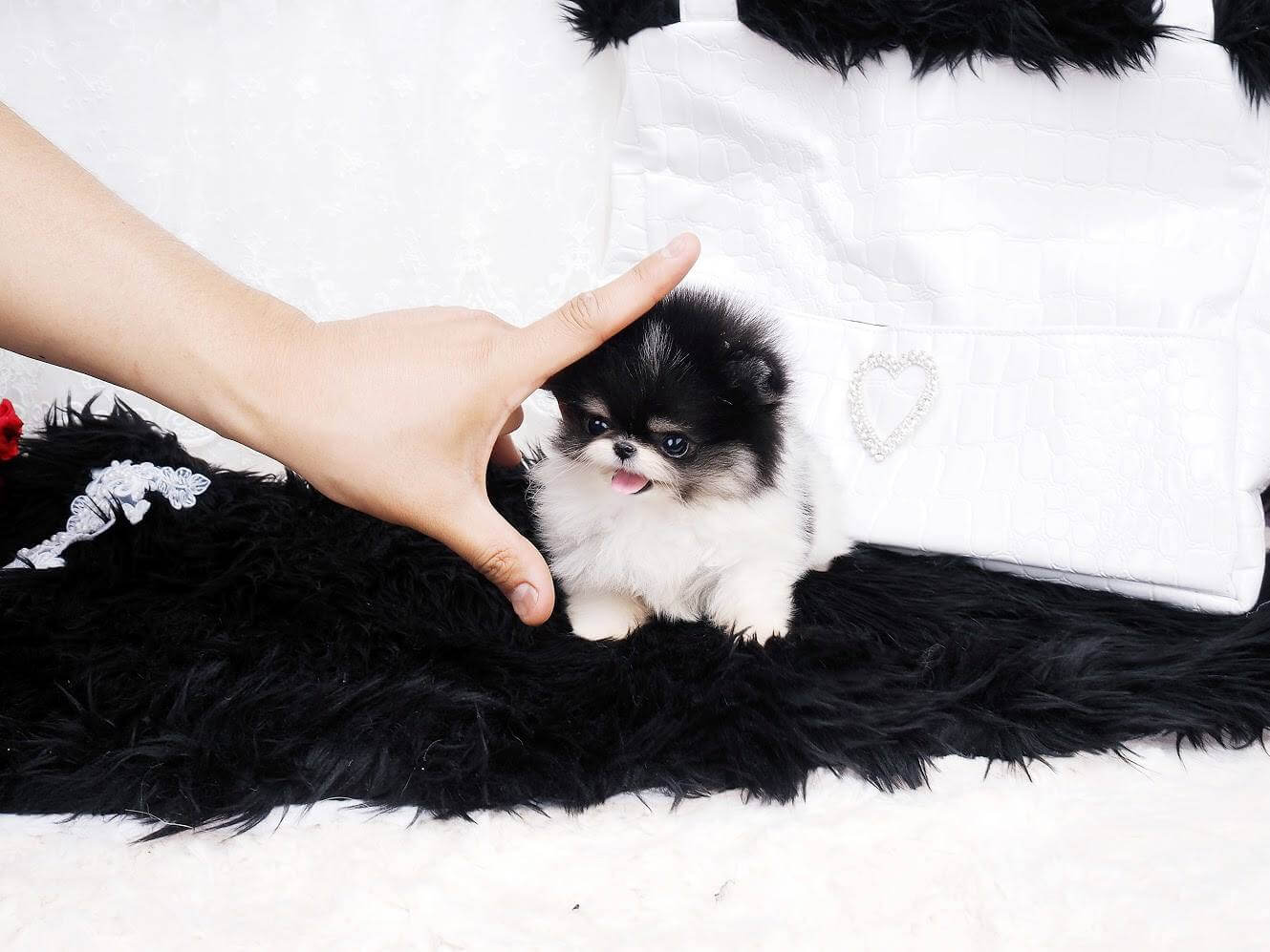 Dash Micro Pomeranian for Sale