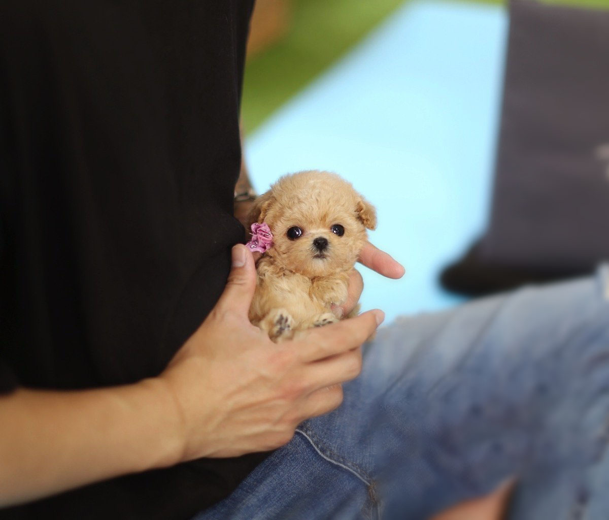 Thumbnail: Amelia Cream Micro Poodle