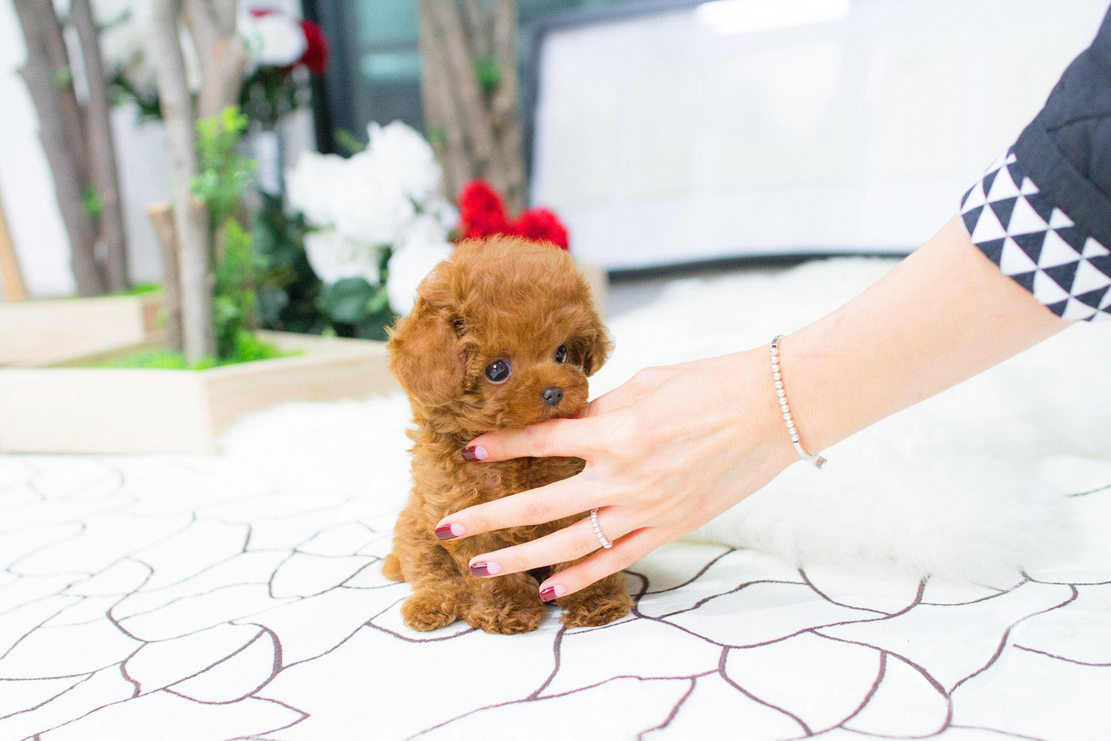 Thumbnail: Bridget Red Micro Teacup Poodle