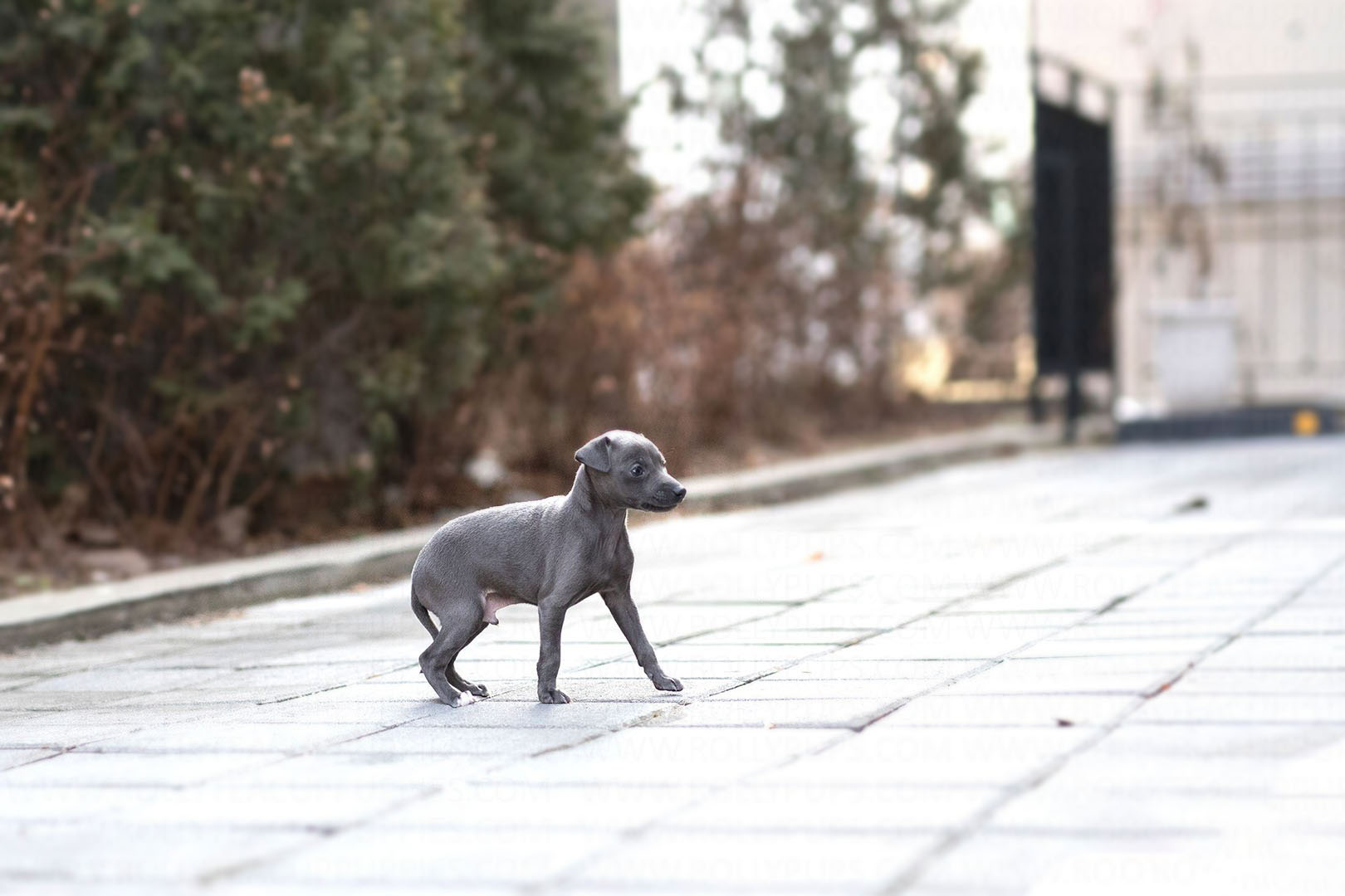 Sam Teacup Italian Greyhound for Sale