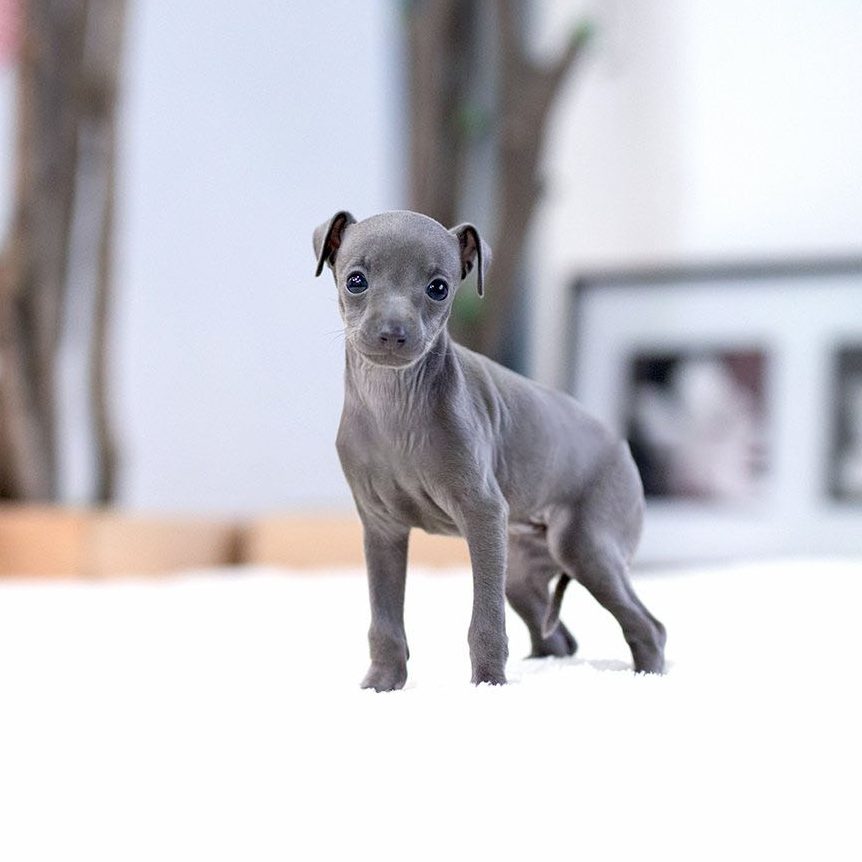 Main Image of Milano Blue Teacup Italian Greyhound