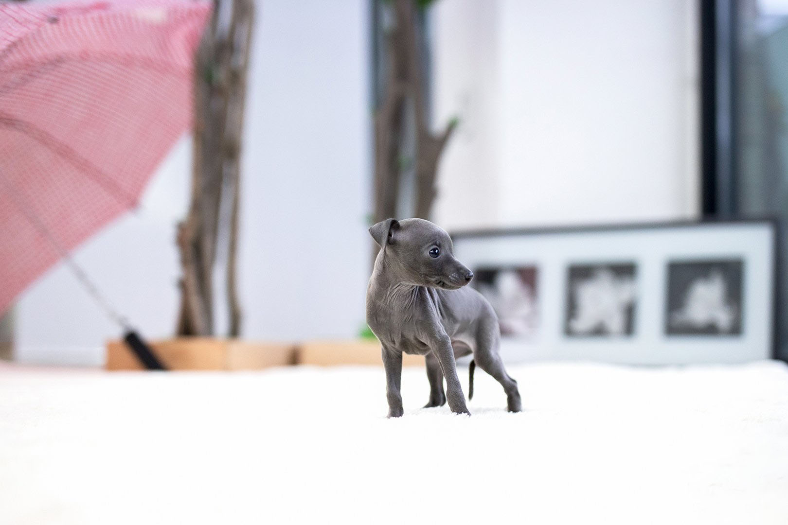 Thumbnail: Milano Blue Teacup Italian Greyhound