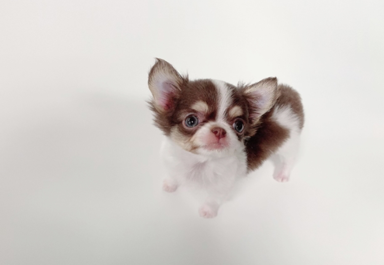 William Micro Chihuahua for Sale