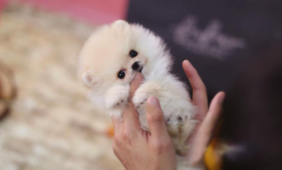Thumbnail: Pixie Ombre Micro Pomeranian
