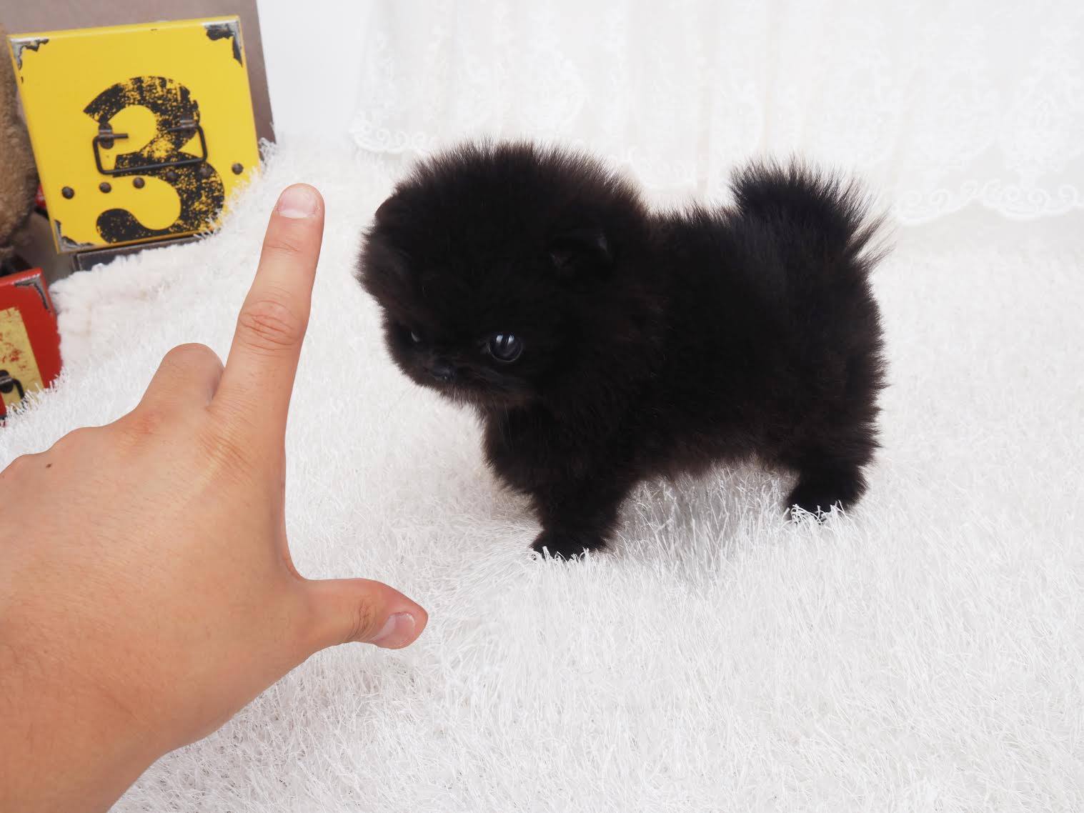 Prada Micro Pomeranian for Sale