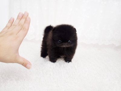 Prada Black Micro Pomeranian