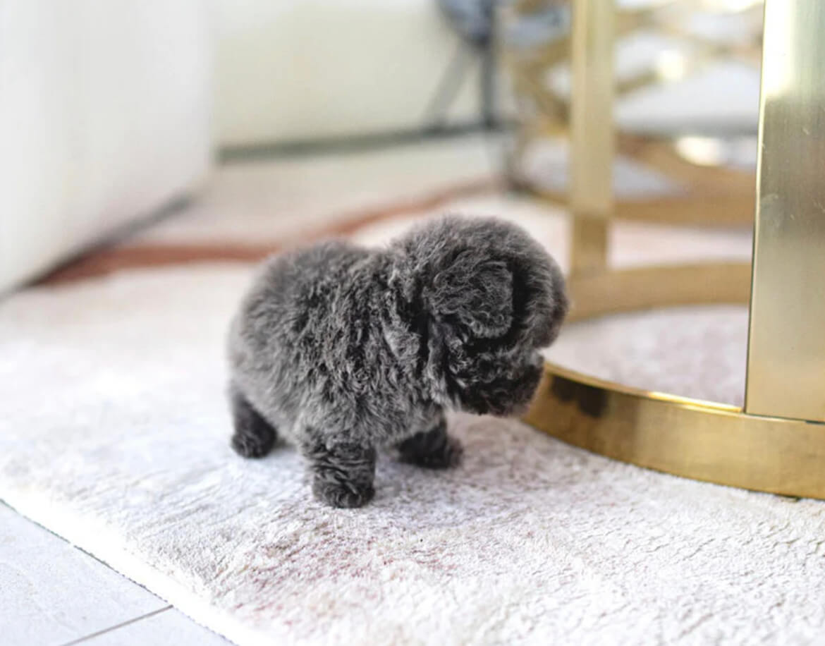 Solana Micro Poodle for Sale