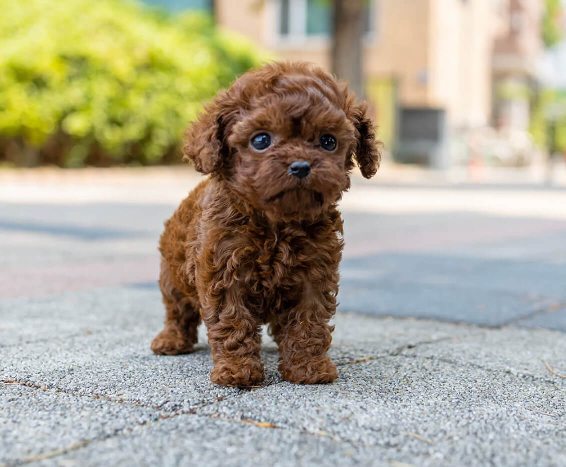 Mr.G Micro Poodle for Sale