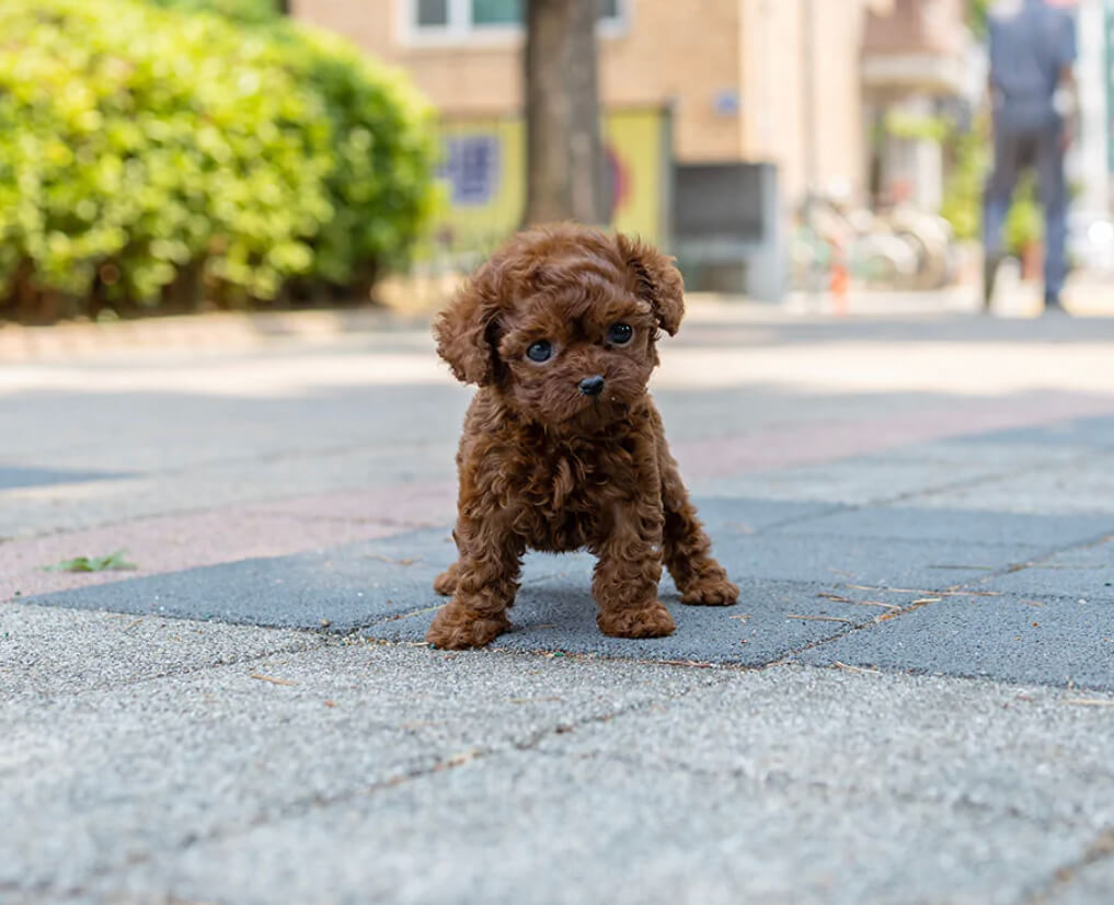 Mr.G Micro Poodle for Sale