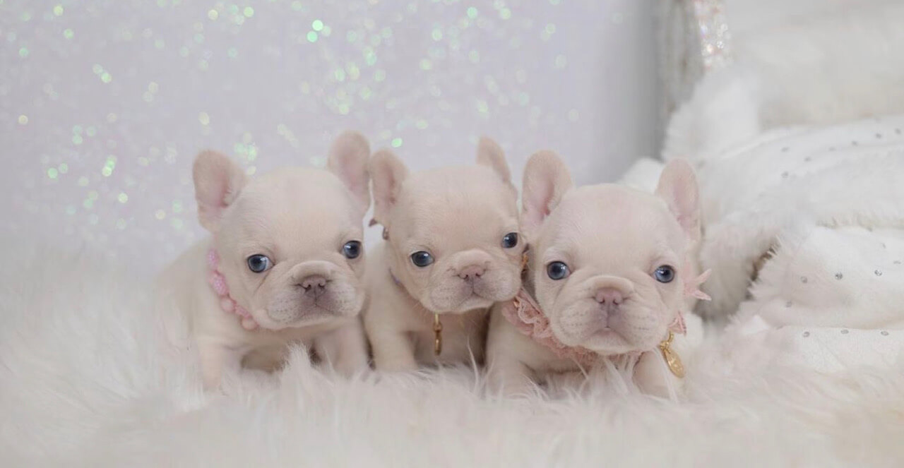 Miracle Teacup French Bulldog for Sale