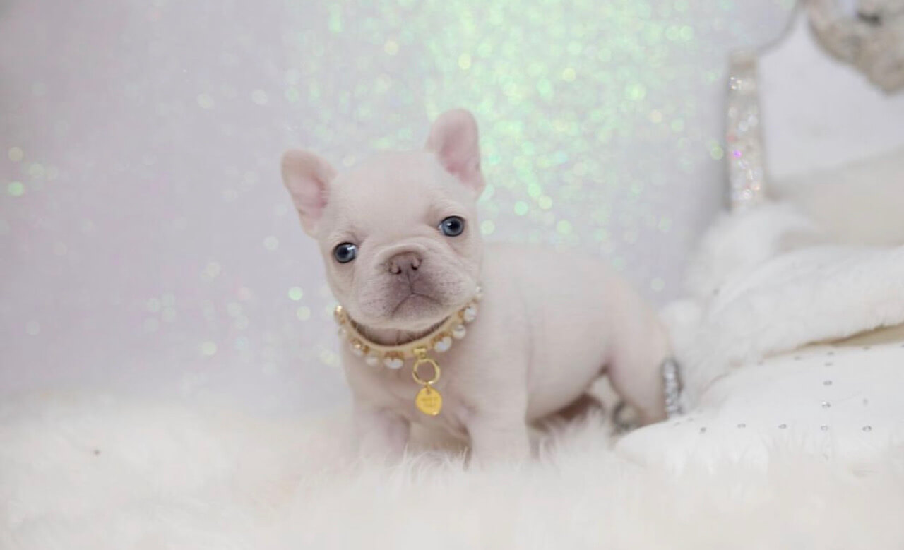 Miracle Teacup French Bulldog for Sale