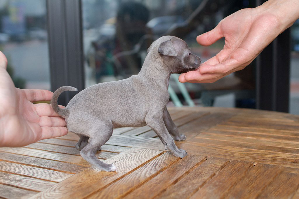 Ingred Teacup Italian Greyhound for Sale