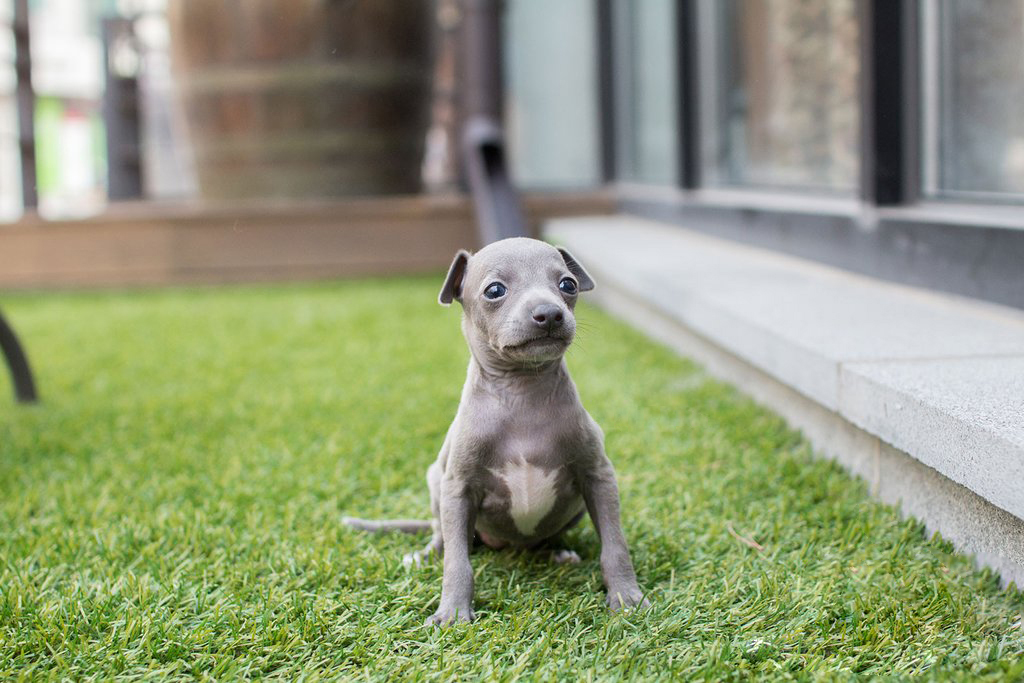 Ingred Teacup Italian Greyhound for Sale