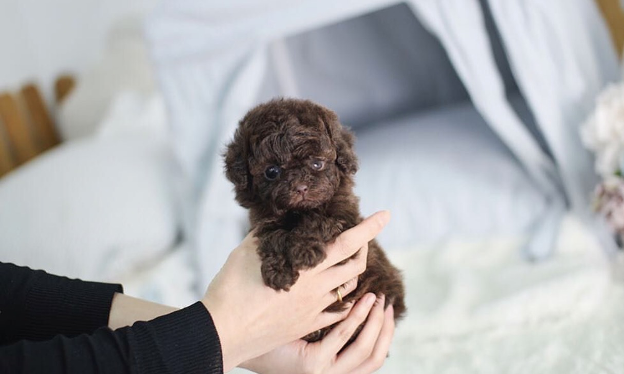 Main Image of Isaac Chocolate Micro Poodle