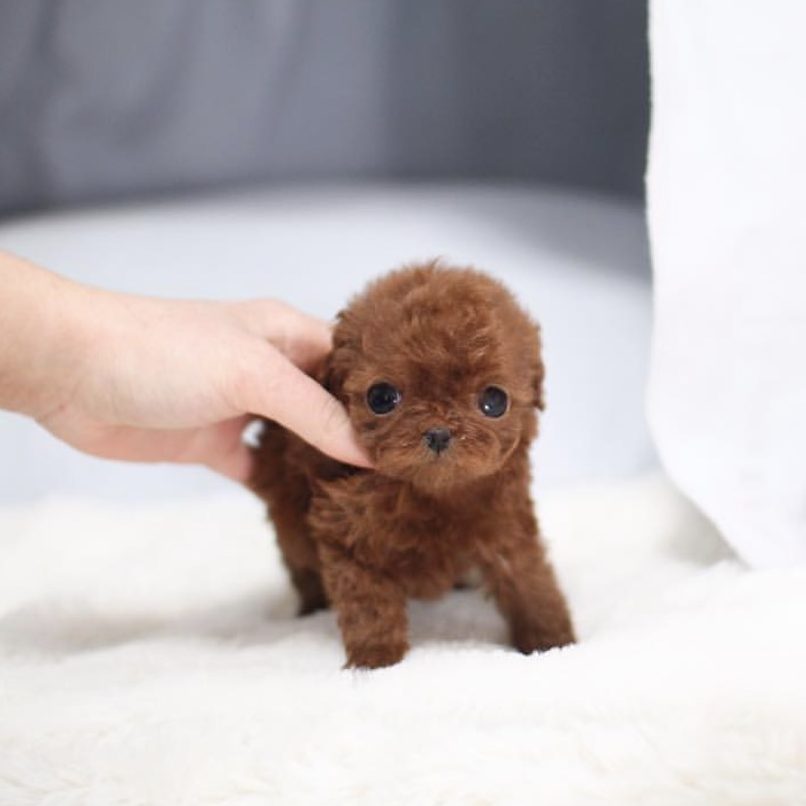 Main Image of Aria Red Micro Poodle