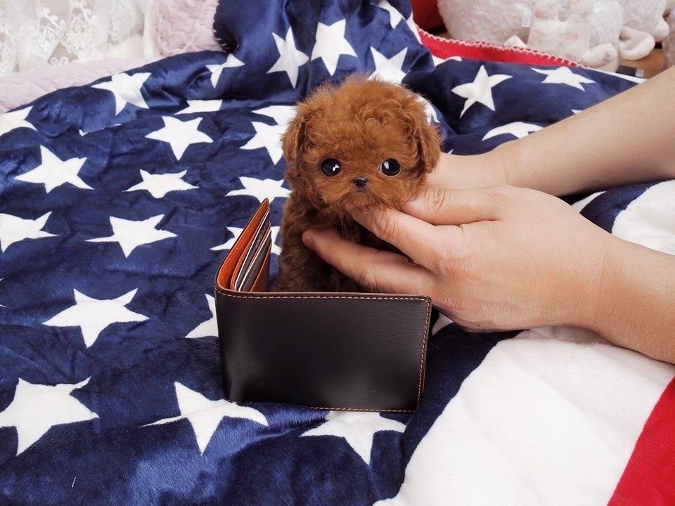 Jefferson Micro Poodle for Sale