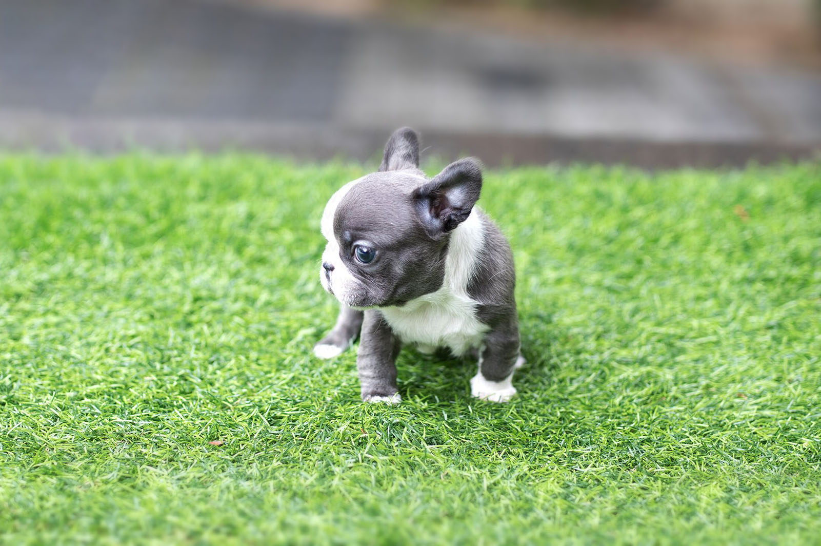 Levi Teacup French Bulldog for Sale