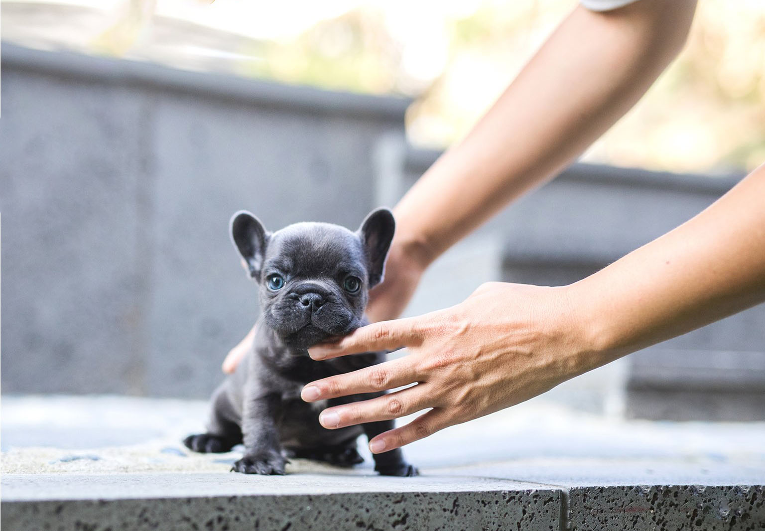 Thumbnail: Carter Blue Micro Teacup Frenchie