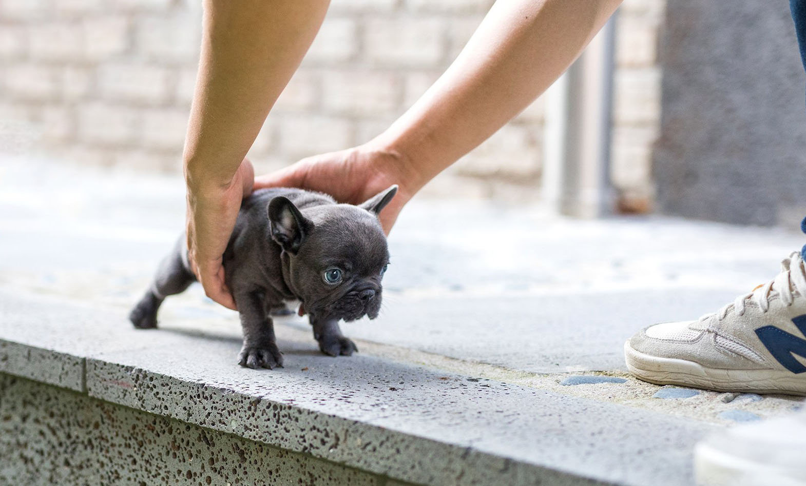 Carter Teacup French Bulldog for Sale