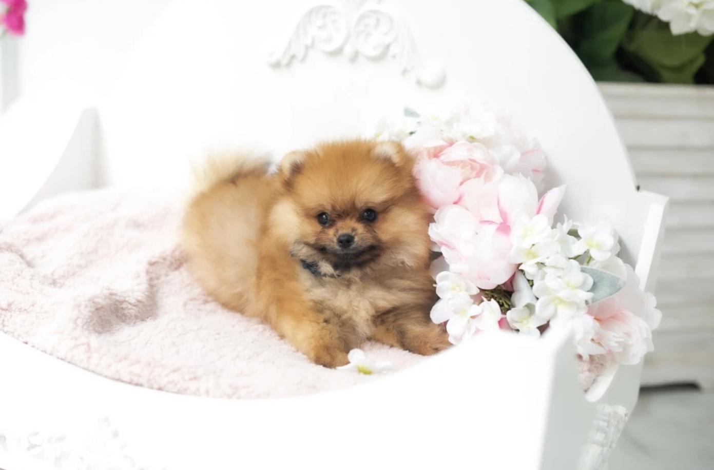 Olivia Micro Pomeranian for Sale