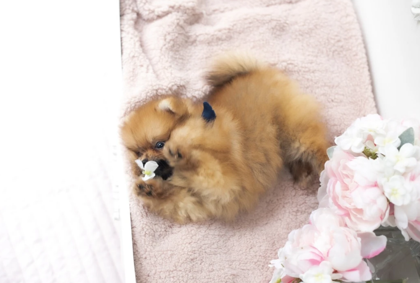 Thumbnail: Olivia Micro Pomeranian