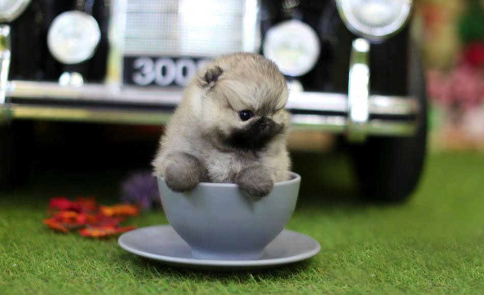 Thumbnail: Isabella Teacup Pomeranian