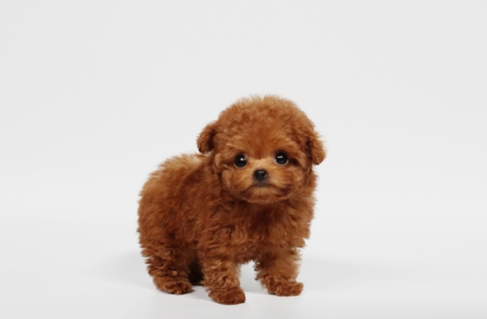 Noah Micro Poodle for Sale