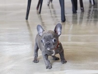 Fossi Blue Teacup Frenchy