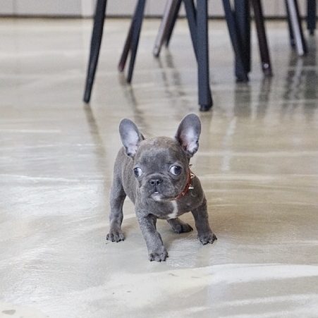 Fossi Teacup French Bulldog for Sale