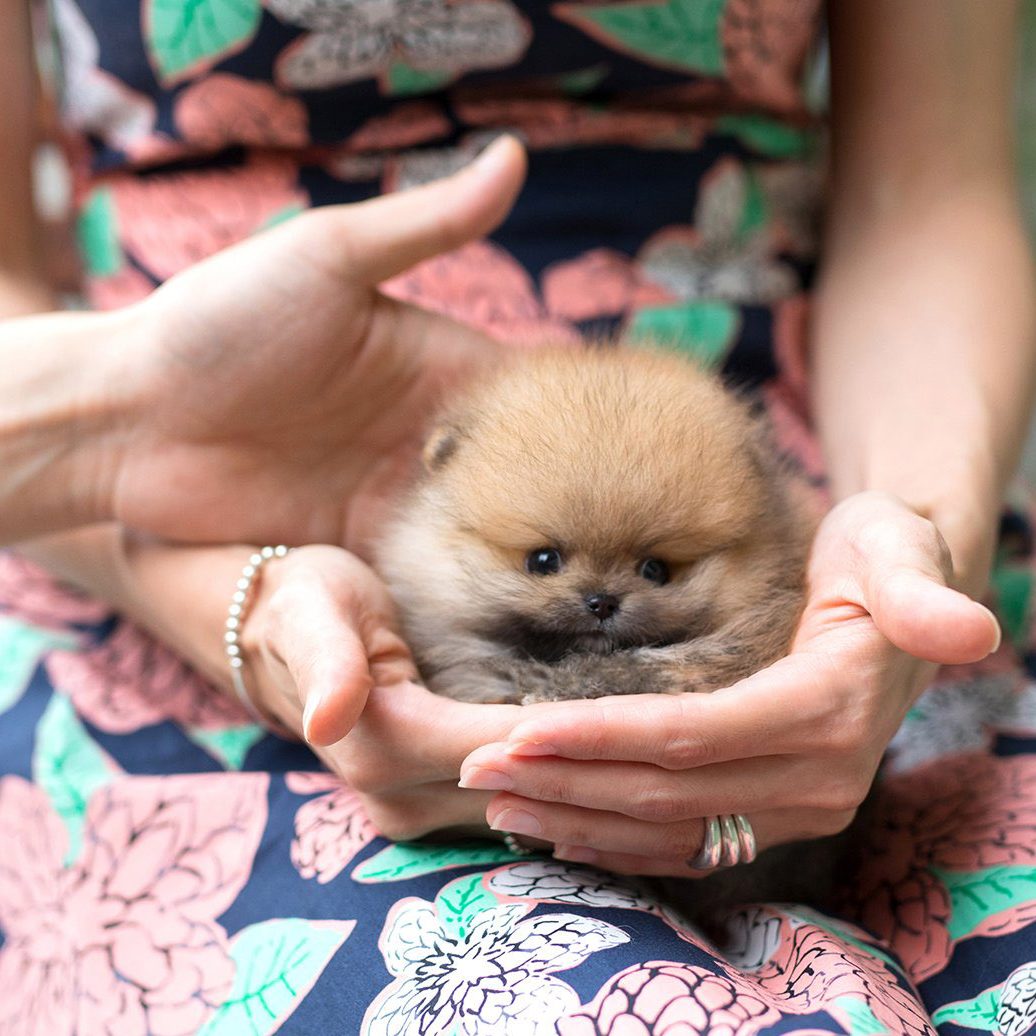 Benji Micro Pomeranian for Sale